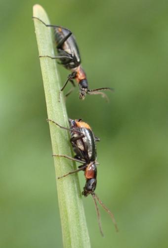 Axinotarsus pulicarius